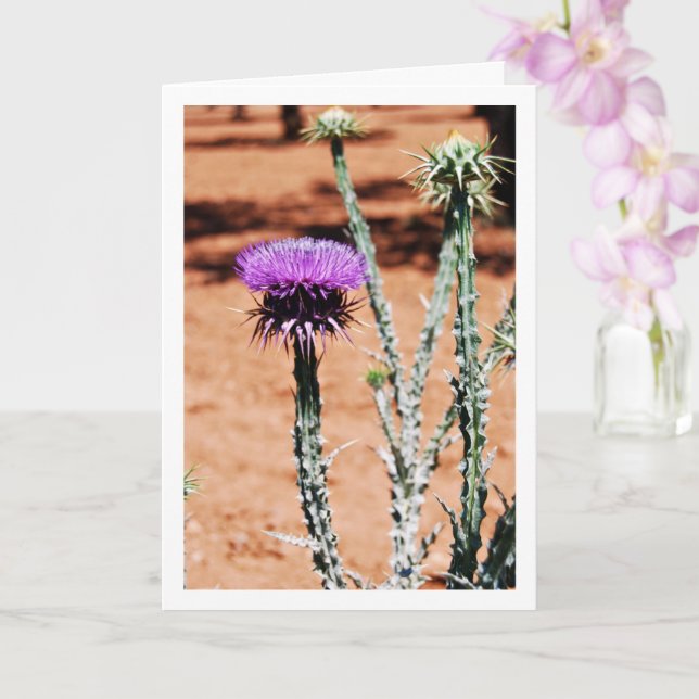 Tarjeta Thistle de algodón, retrato de planta de Onopordum (Orquídea)