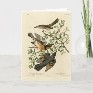 Tarjeta Thrasher de salvia y Thrush variado, los pájaros d