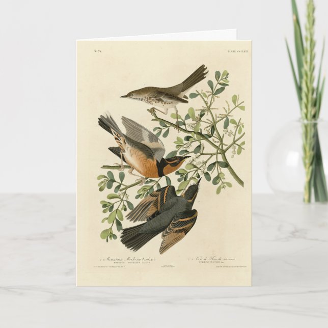 Tarjeta Thrasher de salvia y Thrush variado, los pájaros d (Anverso)