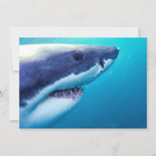 Tarjeta Tiburón Blanco Sudáfrica