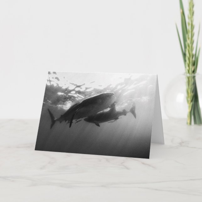Tarjeta Tiburones de ballena Notecard (Anverso)