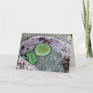 Tarjeta Tidepool del Noroeste del Pacífico con Anenomas Ve