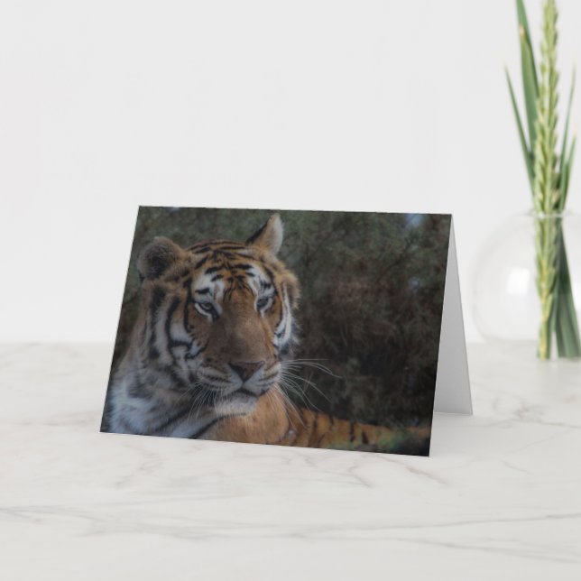 Tarjeta Tiger Greeting Card-Tarjeta Tigre felicitacion (Anverso)