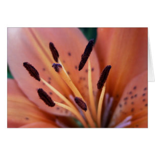 Tarjeta Tiger Lily