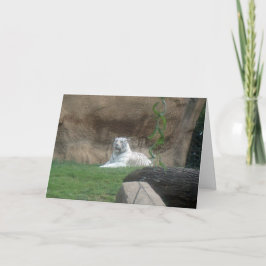 Tarjeta Tigre blanco peregrino