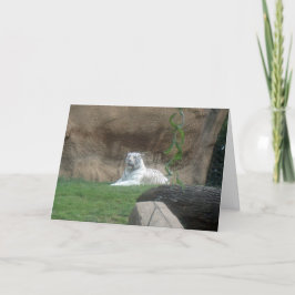 Tarjeta Tigre blanco peregrino
