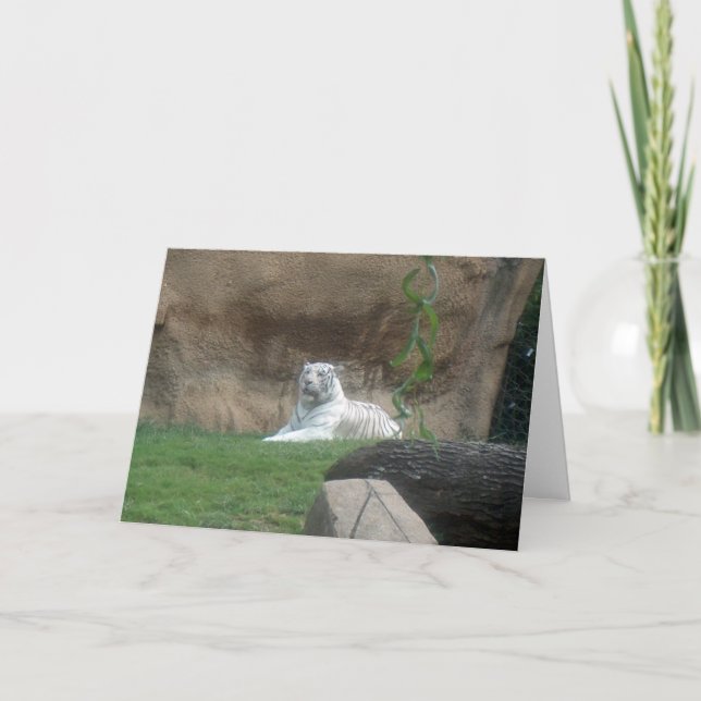 Tarjeta Tigre blanco peregrino (Anverso)