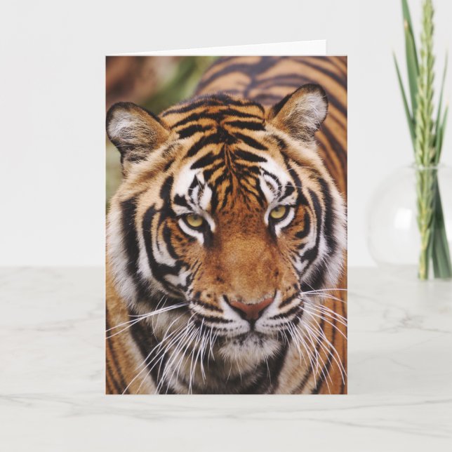 Tarjeta Tigre de Bengala, Panthera el Tigris (Anverso)