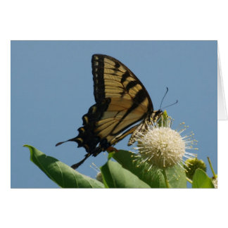 Tarjeta - Tigre en Buttonbush
