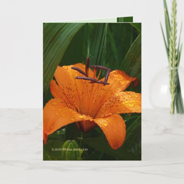 Tarjeta Tigre en el verde (Anverso)