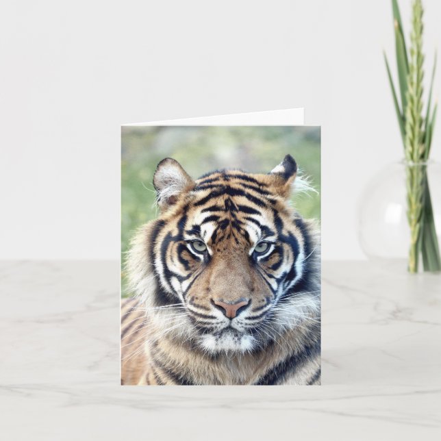 Tarjeta Tigre fotográfico, mascota, animales. (Anverso)