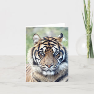 Tarjeta Tigre fotográfico, mascota, animales.