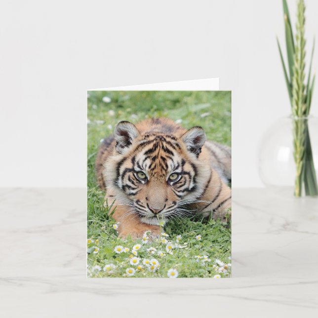 Tarjeta Tigre fotográfico , mascota , animales .tarjeta (Anverso)