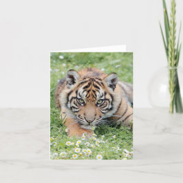 Tarjeta Tigre fotográfico , mascota , animales .tarjeta