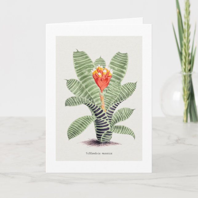 Tarjeta Tillandsia Musaica, por J. Nugent (Anverso)