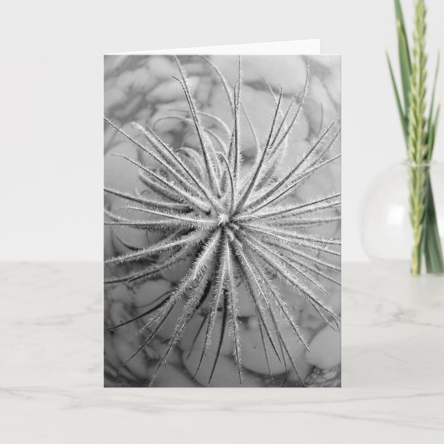 Tarjeta Tillandsia tectorum (Anverso)