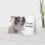 TARJETA TIME TO CELEBRATE  ***16*** SAYS SNOWBOUND PUP<br><div class="desc">WHAT A "SPECIAL BIRTHDAY AND AS OLD AS I AM I REMEMBER THAT!!! (lol)  ***16*** WHAT A GREAT BIRTHDAY FOR SURE..AND WHY NOT LET HIM OR HER KNOW WITH HUMOR THAT YOU WISH HIM A OR HER A GREAT BIRTHDAY!!!
THANK YOU FOR STOPPING AT ONE OF MY EIGHT STORES!!!!!</div>