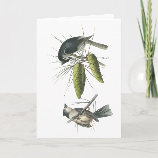 Tarjeta Titmouse copetudo, Juan Audubon (Anverso)