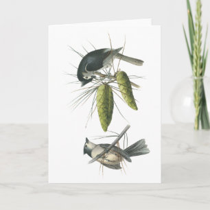 Tarjeta Titmouse copetudo, Juan Audubon