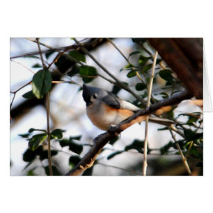 Tarjeta Titmouse (ratón) en zancos