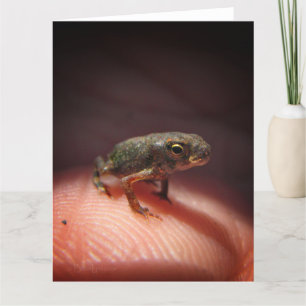 Tarjeta Toad de bebé pequeño/Tadpole