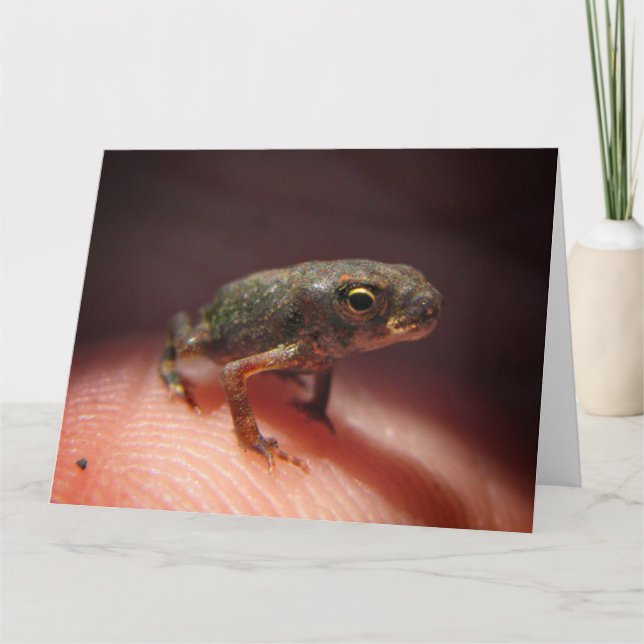 Tarjeta Toad de bebé pequeño/Tadpole (Anverso)