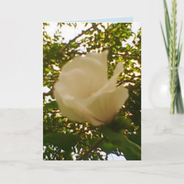 Tarjeta Toda la rosa blanca de la ocasión