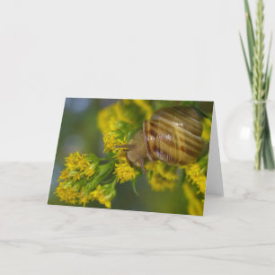 Tarjeta Tómelo fácil (el caracol en macro amarilla de las
