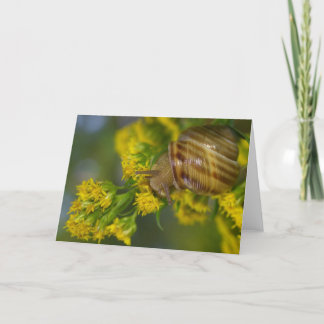 Tarjeta Tómelo fácil (el caracol en macro amarilla de las