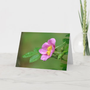 Tarjeta Tormenta de manantiales Belleza Rosa silvestre en