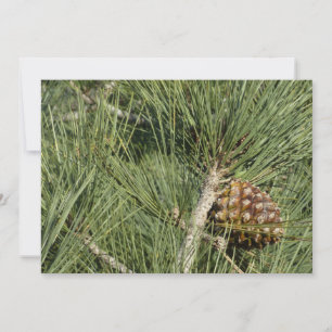 Tarjeta Torrey Pine Primer Plano Botánico California