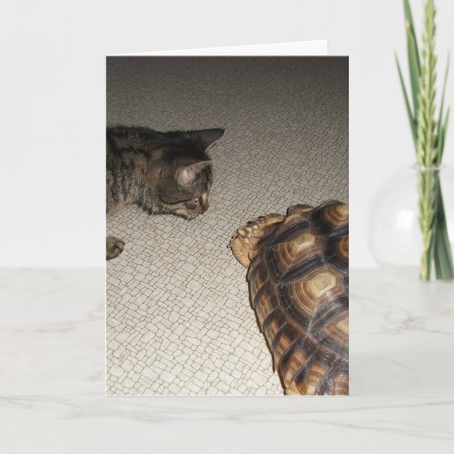 Tarjeta Tortoise de gato y sulcata (Anverso)