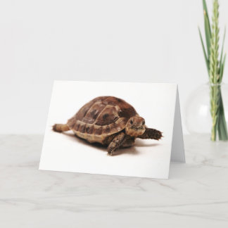Tarjeta Tortoise en reposo