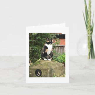 Tarjeta Tortoiseshell and White Calico Cat