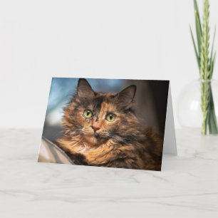 Tarjeta Tortoiseshell Fluffy Cat