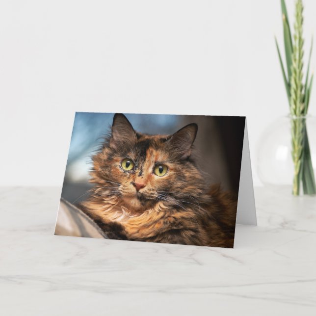 Tarjeta Tortoiseshell Fluffy Cat (Anverso)