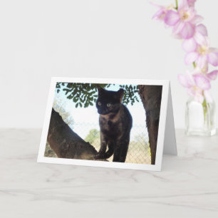 Tarjeta Tortoisesinfierno Gatito en el árbol