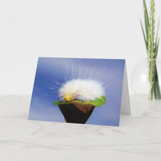 Tarjeta Tortuga blanca difusa (Anverso)
