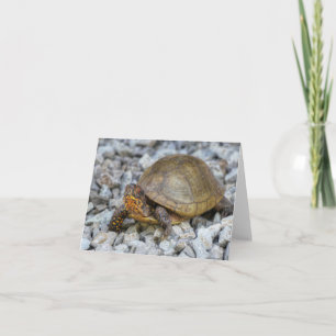 Tarjeta Tortuga de caja