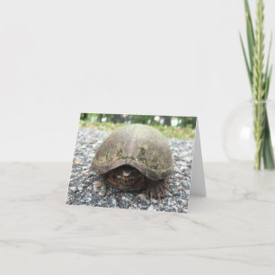 Tarjeta tortuga de canal notecard