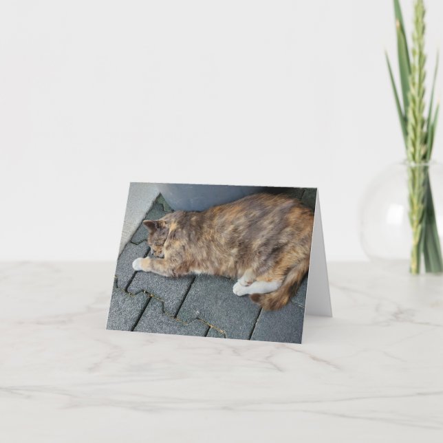 Tarjeta Tortuga durmiente (Anverso)