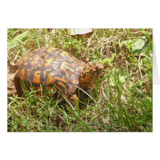 Tarjeta Tortuga pintada