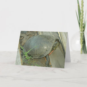 Tarjeta Tortuga pintada (picta del Chrysemys)