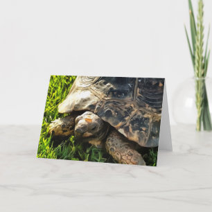 Tarjeta Tortuga salvaje en la pradera de hierba