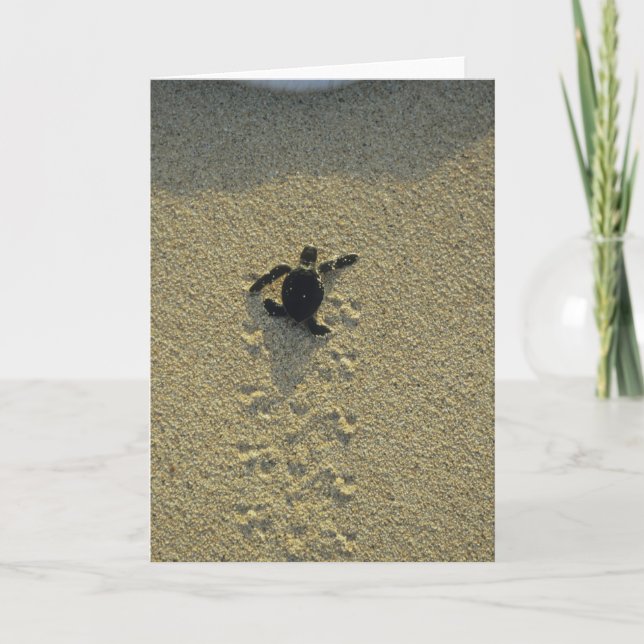 Tarjeta Tortuga verde (Chelonia mydas), incubadora (Anverso)