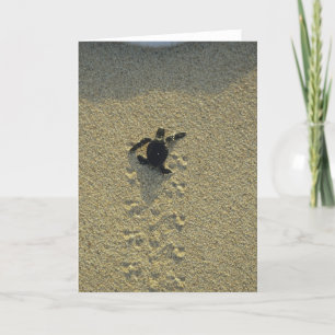 Tarjeta Tortuga verde (Chelonia mydas), incubadora