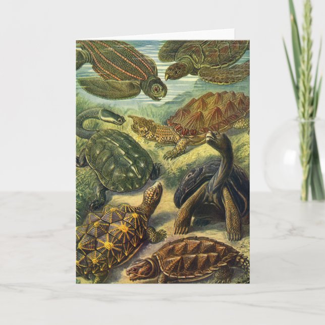 Tarjeta Tortugas marinas de la antigua tierra Tortoise por (Anverso)