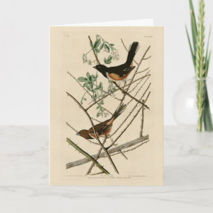 Tarjeta Towee Bunting (Towee oriental) de los pájaros de A