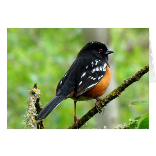 Tarjeta Towhee localizada (Anverso (Horizontal))