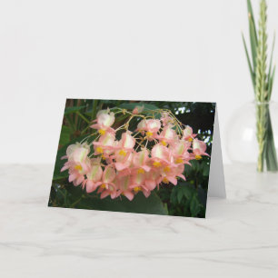Tarjeta Trailing Begonia